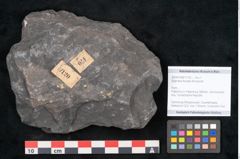 Foto (Objekt + Etikett) von Stigmaria ficoides Brongniart (NHMW-GEO-2024-0188-11120)